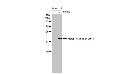 Anti-PRRS virus M protein antibody used in Western Blot (WB). GTX129063