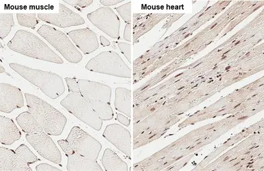 Anti-DNMT3A antibody used in IHC (Paraffin sections) (IHC-P). GTX129125