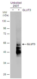 Anti-GLUT3 antibody used in Western Blot (WB). GTX129175