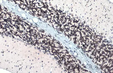 Anti-ER81 antibody used in IHC (Paraffin sections) (IHC-P). GTX129202