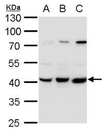 Anti-PEX14 antibody used in Western Blot (WB). GTX129230