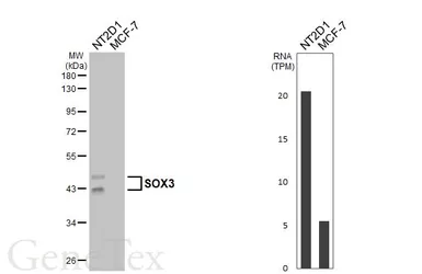 Anti-SOX3 antibody used in Western Blot (WB). GTX129235