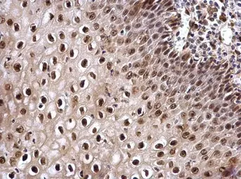 Anti-Cullin 4b antibody used in IHC (Paraffin sections) (IHC-P). GTX129298