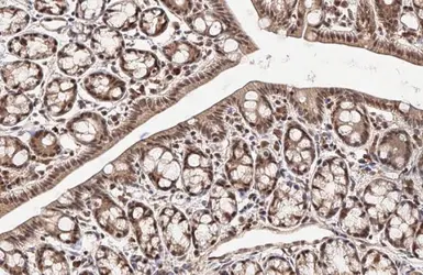 Anti-KLF9 antibody used in IHC (Paraffin sections) (IHC-P). GTX129316