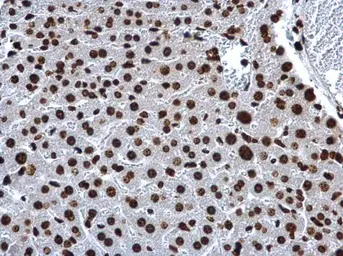 Anti-Histone H2A antibody used in IHC (Paraffin sections) (IHC-P). GTX129418