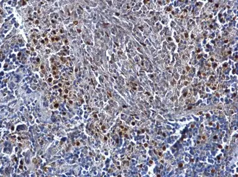 Anti-MAFB antibody used in IHC (Paraffin sections) (IHC-P). GTX129437