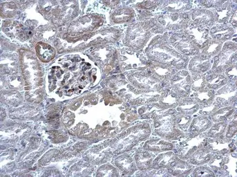 Anti-MAFB antibody used in IHC (Paraffin sections) (IHC-P). GTX129437