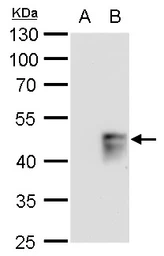 Anti-MAFB antibody used in Western Blot (WB). GTX129437
