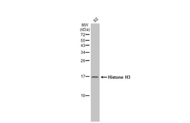Anti-Histone H3 antibody used in Western Blot (WB). GTX129546