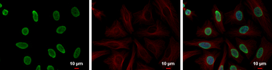 Anti-Histone H4 antibody used in Immunocytochemistry/ Immunofluorescence (ICC/IF). GTX129560