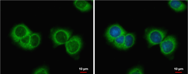 Anti-AMH antibody used in Immunocytochemistry/ Immunofluorescence (ICC/IF). GTX129593