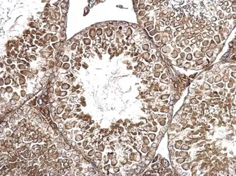 Anti-AMH antibody used in IHC (Paraffin sections) (IHC-P). GTX129593