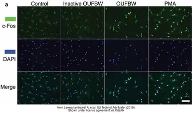 Anti-c-Fos antibody used in Immunocytochemistry/ Immunofluorescence (ICC/IF). GTX129846