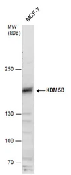 Anti-KDM5B antibody used in Western Blot (WB). GTX129872