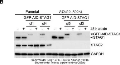 Anti-SA1 antibody used in Western Blot (WB). GTX129912