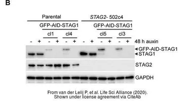 Anti-SA1 antibody used in Western Blot (WB). GTX129912