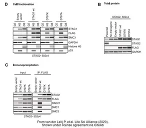Anti-SA1 antibody used in Western Blot (WB). GTX129912