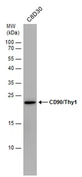 Anti-CD90 antibody used in Western Blot (WB). GTX130072