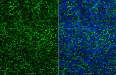Anti-CD90 antibody used in IHC (Paraffin sections) (IHC-P). GTX130072