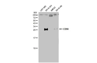 Anti-CD90 antibody used in Western Blot (WB). GTX130072