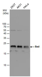Anti-Bad antibody used in Western Blot (WB). GTX130108