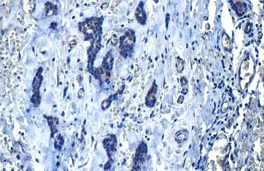 Anti-Bad antibody used in IHC (Paraffin sections) (IHC-P). GTX130108