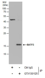 Anti-BATF3 antibody used in Immunoprecipitation (IP). GTX130125