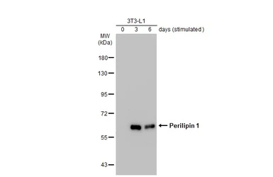 Anti-Perilipin 1 antibody used in Western Blot (WB). GTX130139