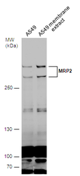 Anti-MRP2 antibody used in Western Blot (WB). GTX130181