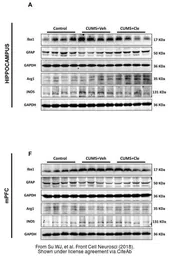 Anti-iNOS antibody used in Western Blot (WB). GTX130246