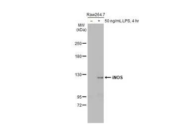 Anti-iNOS antibody used in Western Blot (WB). GTX130246