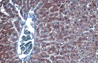Anti-iNOS antibody used in IHC (Paraffin sections) (IHC-P). GTX130246
