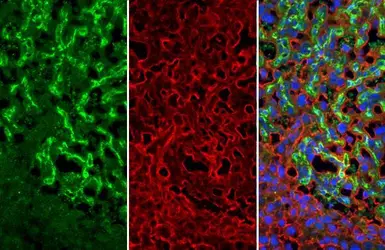 Anti-CD31 antibody used in IHC (Paraffin sections) (IHC-P). GTX130274