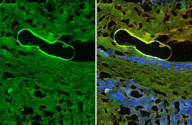 Anti-CD31 antibody used in IHC (Frozen sections) (IHC-Fr). GTX130274