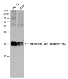 Anti-Histone H3T3ph (phospho Thr3) antibody used in Western Blot (WB). GTX130458