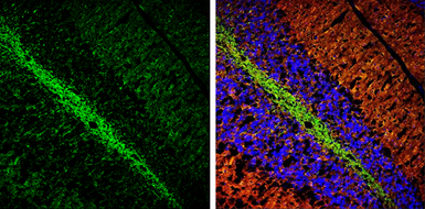 Anti-Tau antibody used in IHC (Frozen sections) (IHC-Fr). GTX130462