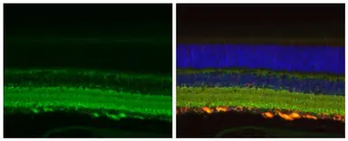 Anti-Tau antibody used in IHC (Paraffin sections) (IHC-P). GTX130462