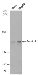 Anti-Gemin 5 antibody used in Western Blot (WB). GTX130498