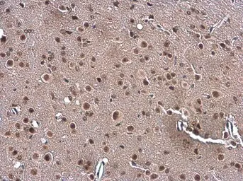 Anti-Gemin 5 antibody used in IHC (Paraffin sections) (IHC-P). GTX130498