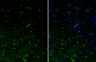 Anti-IL10 antibody used in IHC (Frozen sections) (IHC-Fr). GTX130513