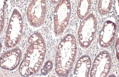 Anti-IL10 antibody used in IHC (Paraffin sections) (IHC-P). GTX130513