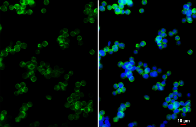 Anti-IL10 antibody used in Immunocytochemistry/ Immunofluorescence (ICC/IF). GTX130513