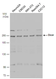 Anti-Dicer antibody used in Western Blot (WB). GTX130536