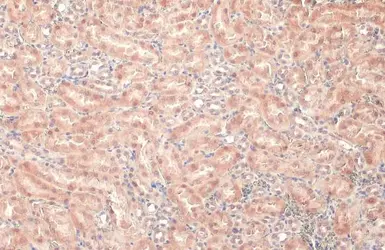 Anti-LASS2 antibody used in IHC (Paraffin sections) (IHC-P). GTX130744