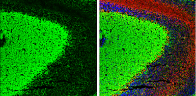 Anti-KIF2A antibody used in IHC (Frozen sections) (IHC-Fr). GTX130808