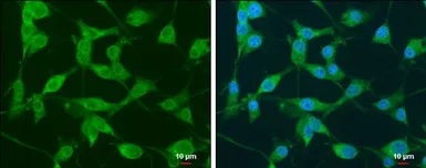 Anti-Nek1 antibody used in Immunocytochemistry/ Immunofluorescence (ICC/IF). GTX130828