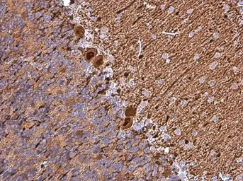 Anti-Calbindin antibody used in IHC (Paraffin sections) (IHC-P). GTX130856