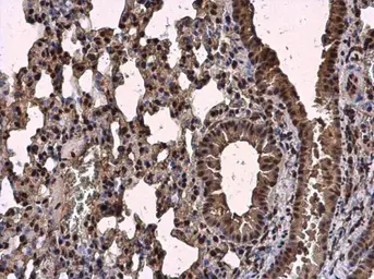 Anti-SC35 antibody used in IHC (Paraffin sections) (IHC-P). GTX130950