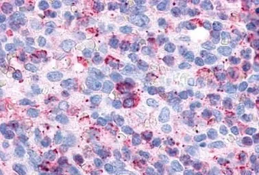 Anti-P2Y6 antibody used in IHC (Paraffin sections) (IHC-P). GTX13106