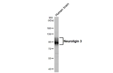 Anti-Neuroligin 3 antibody used in Western Blot (WB). GTX131085